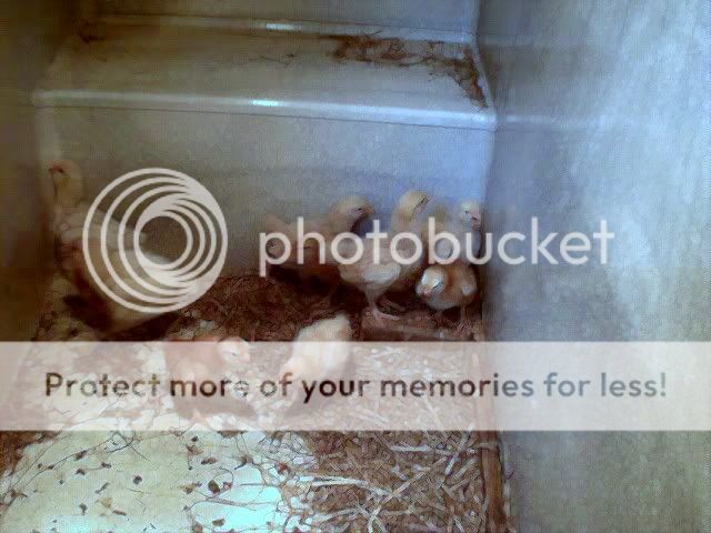 easy chicken brooder - Homesteading Questions